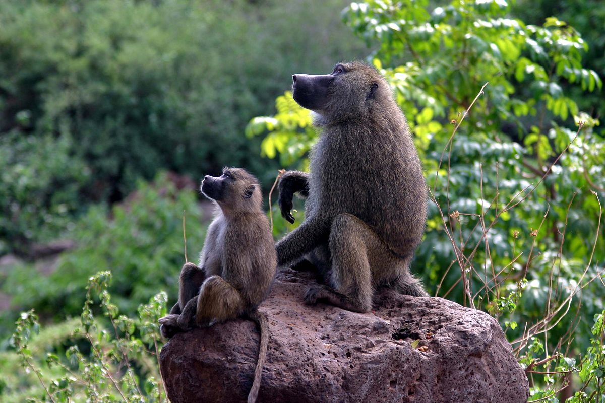 Baboons Baboon
